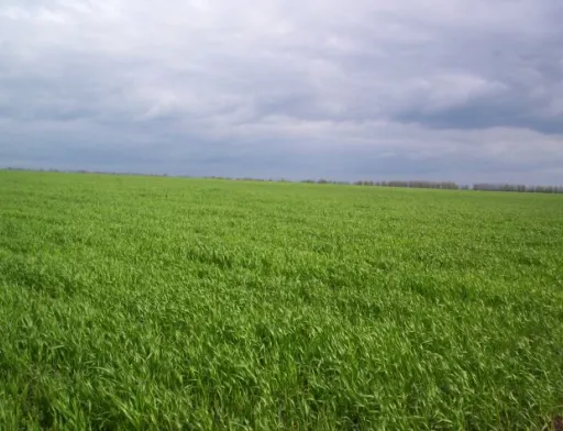 На Вінниччині планують посіяти більше 1,1 млн га ярових