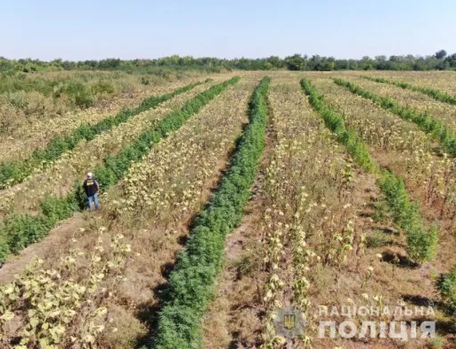 У Запорізькій області на полі соняшника виявили багатомільйонну плантацію конопель