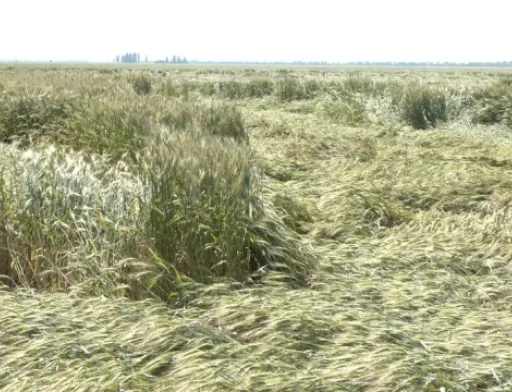 У Запорізькій області через погодні умови може суттєво знизитися врожайність зернових