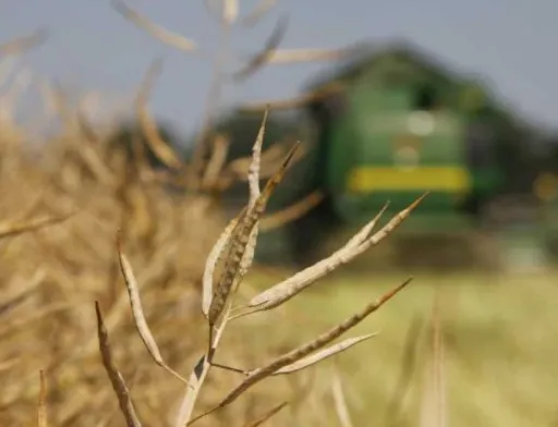 Аграрії почали збирати ріпак