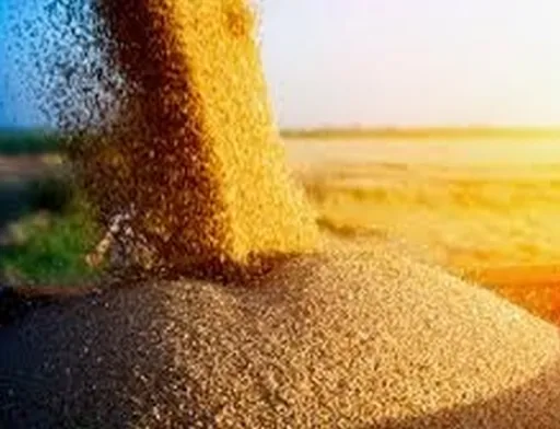 Найвищі врожаї цьогоріч збирають на Хмельниччині