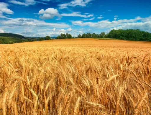 Україна може вдвічі збільшити врожайність пшениці — експерт