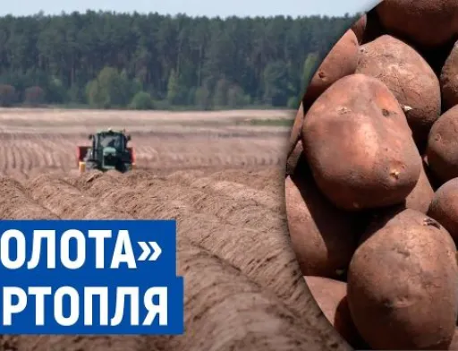 Фермерам Чернігівщини стало невигідно саджати картоплю