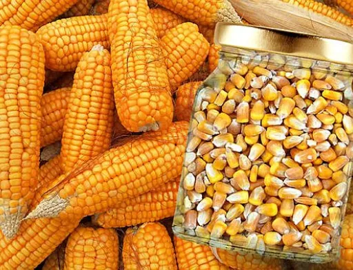 Аграрії очікують подальшого зростання закупівельних цін на кукурудзу
