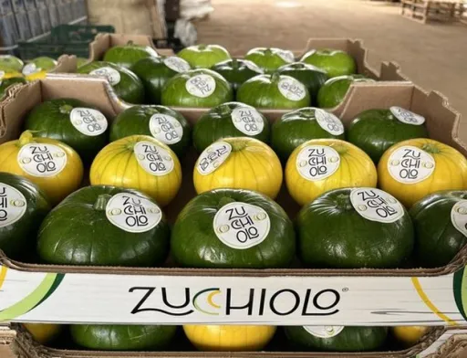 Zucchiolo: новий тепличний овоч для європейського ринку