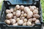Ринок картоплі в Україні фото, ілюстрація
