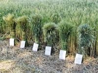 Система захисту ярої пшениці від шкідників і хвороб фото, ілюстрація