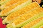 Оцінка кращих гібридів кукурудзи, придатних для поширення в Україні на 2009 рік фото, ілюстрація