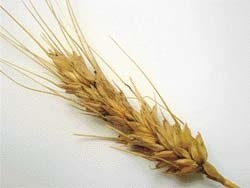 “П’яний хліб” спричиняє хворе на фузаріоз зерно озимої пшениці фото, ілюстрація