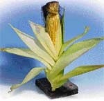 Вирощування кукурудзи  за очікуваних агрометеорологічних умов фото, ілюстрація