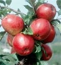Резистентні сорти:  нові підходи до  вирощування яблук фото, ілюстрація