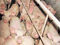 Як на Рівненщині  данських свиней  вирощують фото, ілюстрація