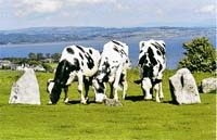 Молочне скотарство  Великої Британії фото, ілюстрація