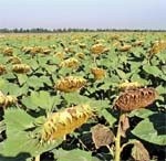 Кращі гібриди соняшнику, занесені до Державного реєстру сортів рослин, придатних для поширення в Україні в 2008 році фото, ілюстрація
