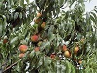Інсектициди для захисту персикових садів від східної плодожерки в Україні фото, ілюстрація