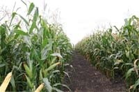Урожай кукурудзи залежатиме від рівня догляду за посівами фото, ілюстрація