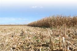 В Україні передбачається підвищення врожайності і валових зборів кукурудзи фото, ілюстрація
