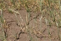 Урожайність озимої пшениці  в умовах посухи фото, ілюстрація