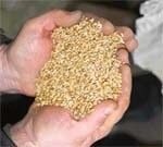 Проблема якості зерна озимої пшениці врожаю 2008 року  в Запорізькій області фото, ілюстрація