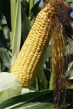 Найважливіші шкідники кукурудзи в Україні фото, ілюстрація