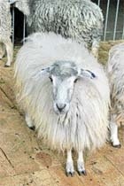Племінна справа  у вівчарстві України фото, ілюстрація
