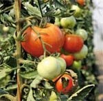 Вірус скручування листків помідора: погляд практика фото, ілюстрація
