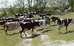 Високопродуктивні корови мають жити довго фото, ілюстрація
