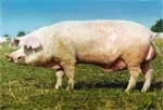 Економна годівля свиней фото, ілюстрація