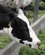Раціон і якість  молока корів фото, ілюстрація