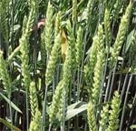 Високоінтенсивні сорти озимої пшениці та їхнє мінеральне живлення фото, ілюстрація