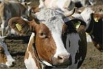 Запорука ефективності тваринництва —  вчасне технічне обслуговування доїльного обладнання фото, ілюстрація