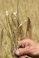 Зернова арифметика:  якщо врожайність — униз,  то ціни зразу — вгору фото, ілюстрація