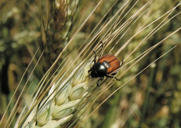 Захист зернових культур від шкідника хлібного жука фото, ілюстрація