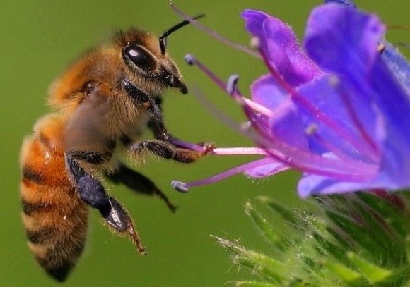 Чим викликана масова загибель бджіл: версії фахівців фото, ілюстрація