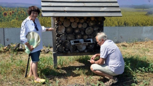 VIP-номер для бджоли: як збільшити кількість диких комах-запилювачів і чому вони важливі для аграріїв фото, ілюстрація