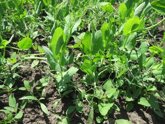Выращивание озимого гороха. Кейс «Украинка Агро» фото, иллюстрация