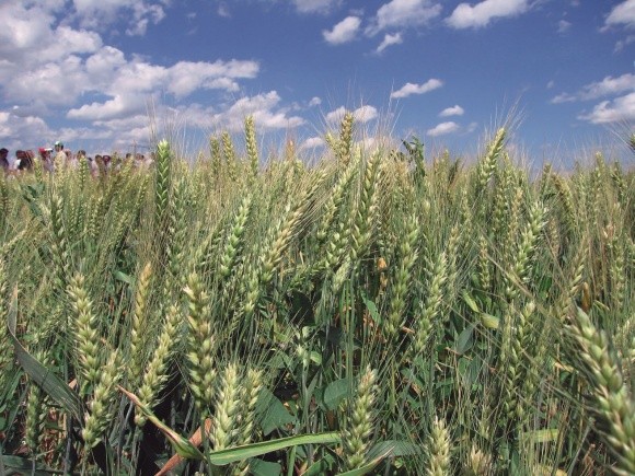Найшкодочинніші хвороби на полях пшениці озимої фото, ілюстрація