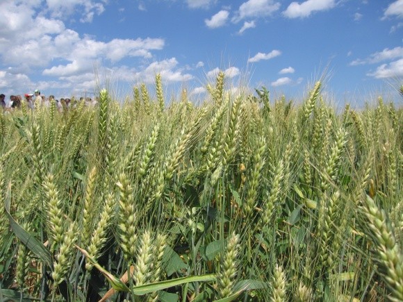 Шляхи оптимізації живлення озимої пшениці в осінній період фото, ілюстрація