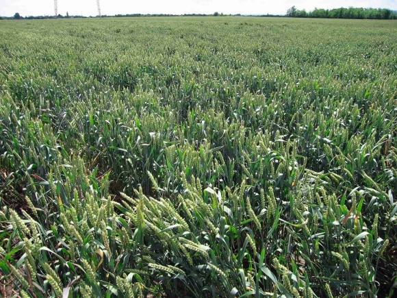 Хімічні речовини з коренів кукурудзи впливають на врожайність пшениці фото, ілюстрація