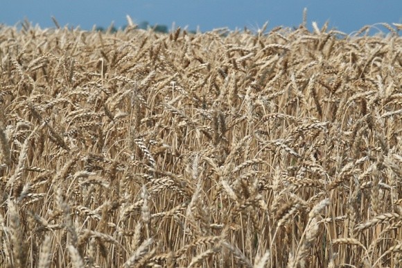 Хто шкодить зерновим у 2021 році фото, ілюстрація