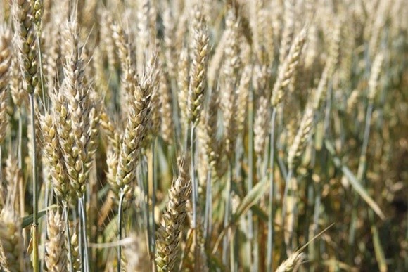 Лучшая селекция сортов озимой пшеницы 2016 фото, иллюстрация