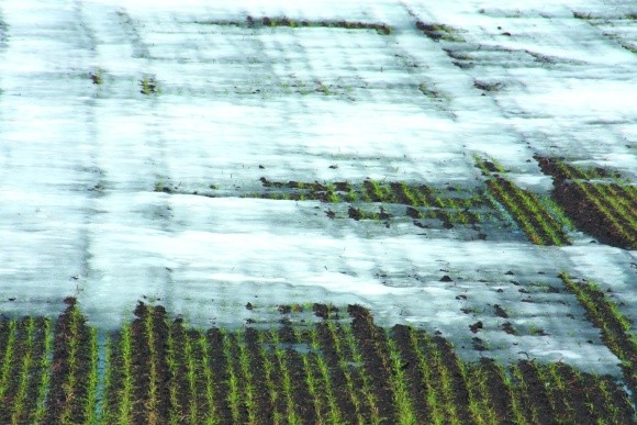 Весняне підживлення озимої пшениці фото, ілюстрація