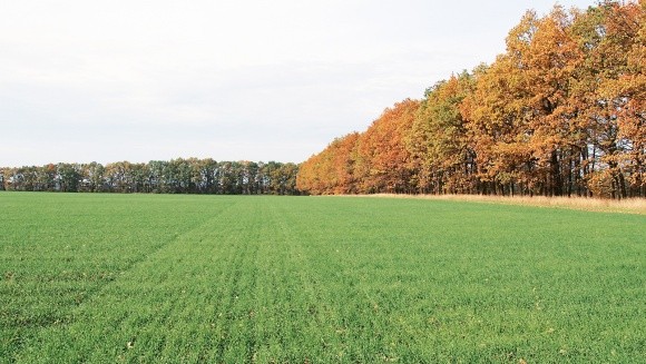 Ключовий момент осені: гербіцидний захист зернових фото, иллюстрация