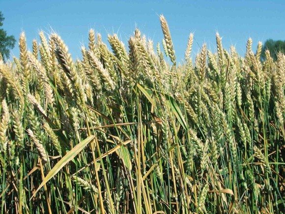 ПШЕНИЦЯ ОЗИМА В УКРАЇНІ: Стан посівів пшениці озимої в умовах вегетаційного періоду 2023–2024 рр. фото, ілюстрація