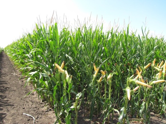Бур’яни кукурудзи: особливості появи в різних зонах фото, ілюстрація