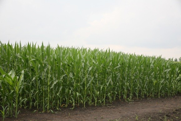 Своєчасна обробка кукурудзи забезпечить високий врожай фото, ілюстрація