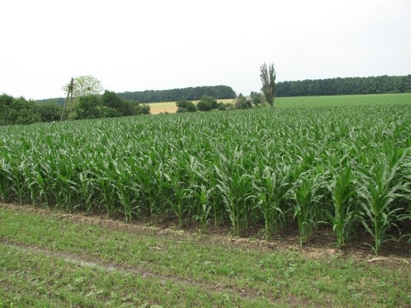 Кораген® - унікальний захист кукурудзи фото, ілюстрація