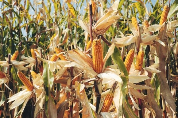 Кораген® — лідер захисту кукурудзи від шкідників фото, ілюстрація