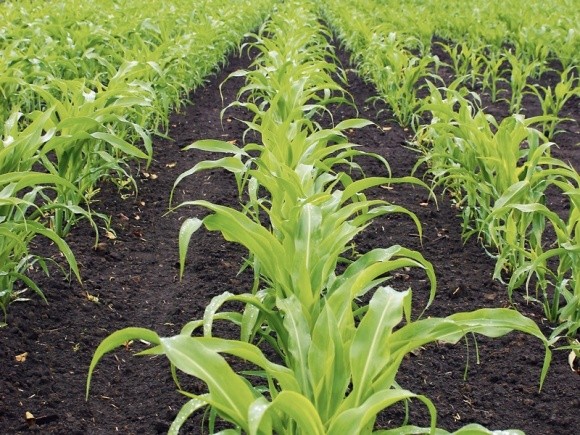 Кордус™ Флекс: звільніть посіви кукурудзи від бур’янів! фото, ілюстрація