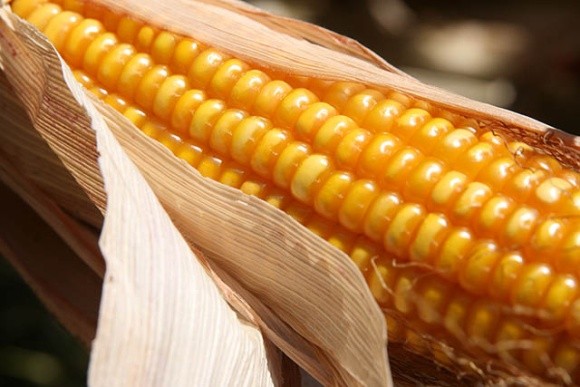 Вологість зерна кукурудзи під час збирання: формування, облік, значення фото, ілюстрація
